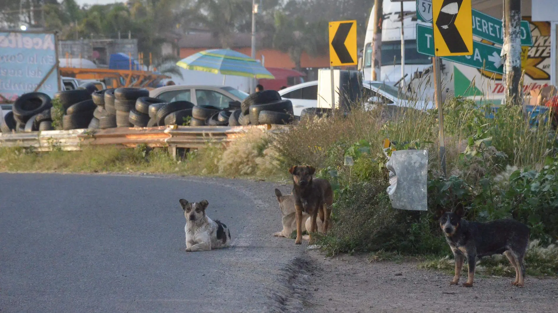 Expresó que debe haber un gran compromiso con cuidado y trato de los animalitos. Foto Luis Luévanos.